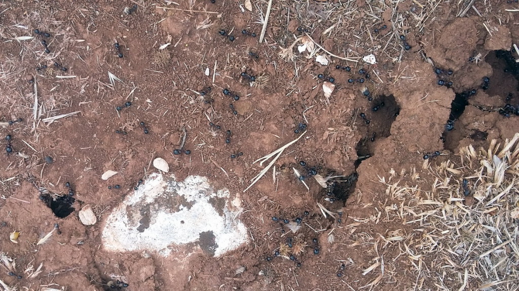 Ants colony on the hillfort.