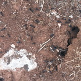 Ants colony on the hillfort.